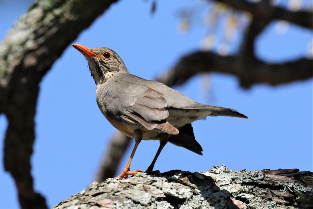 Birds Babble Self Catering Hotel Mbombela Bagian luar foto