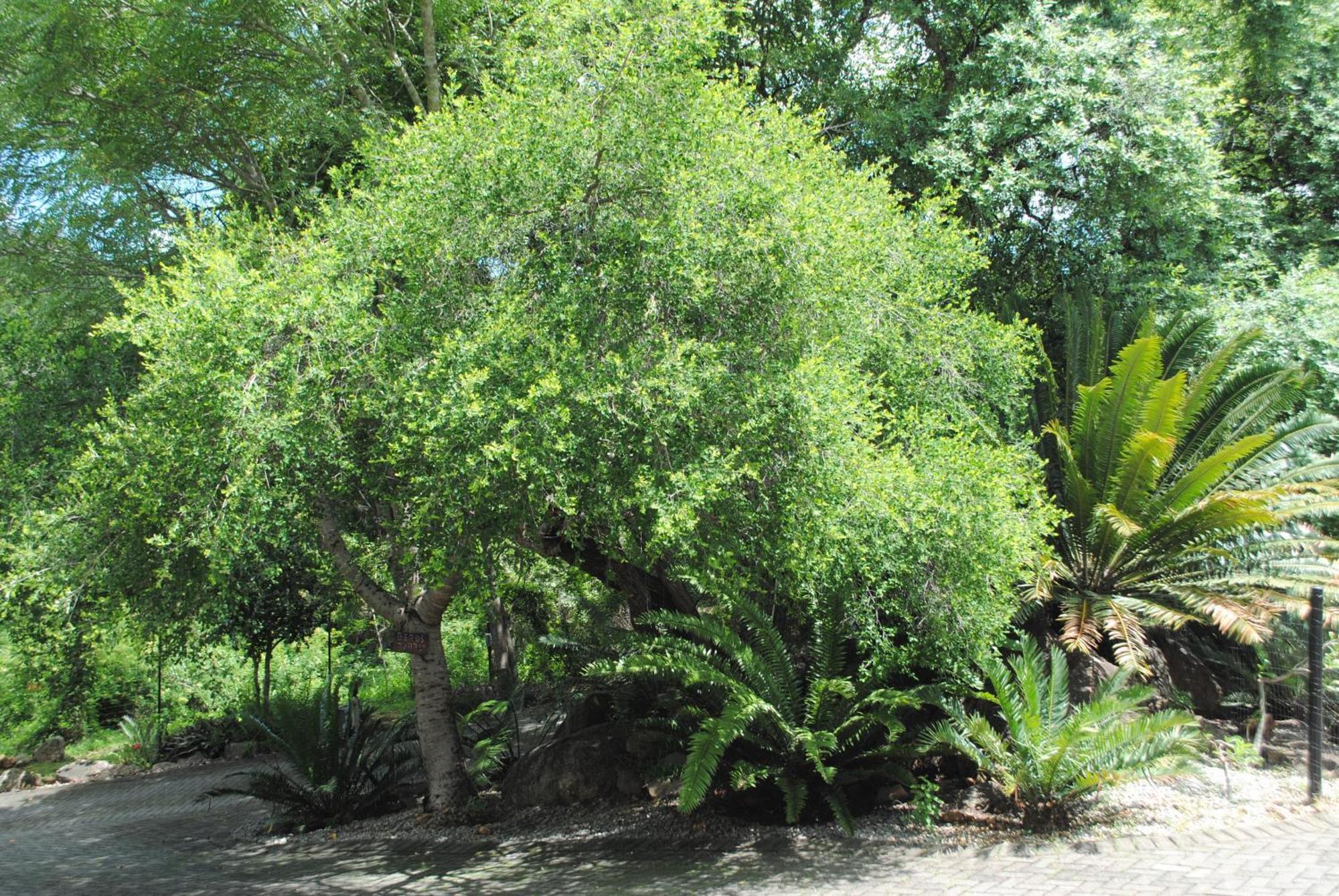 Birds Babble Self Catering Hotel Mbombela Bagian luar foto